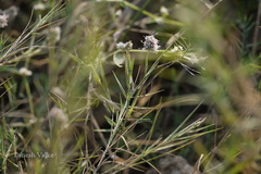 Aeluropus lagopodioides